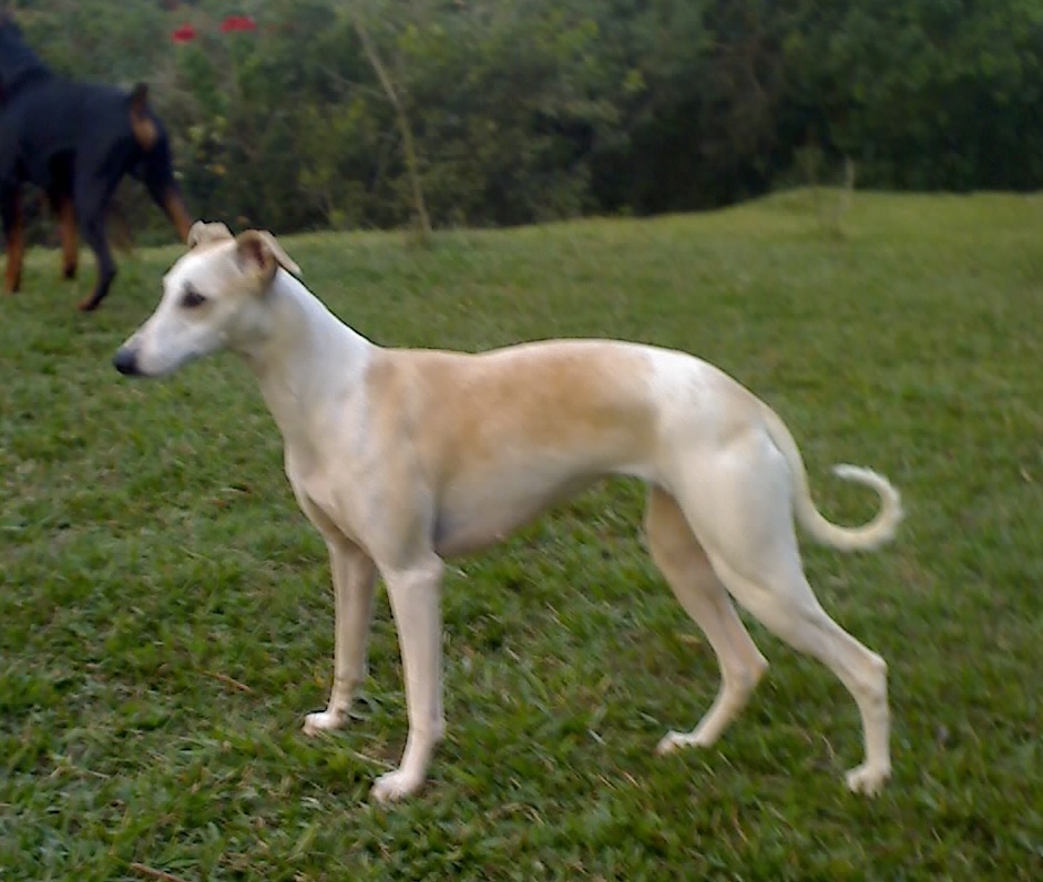 Sto Alberto's Starbright - Maggie